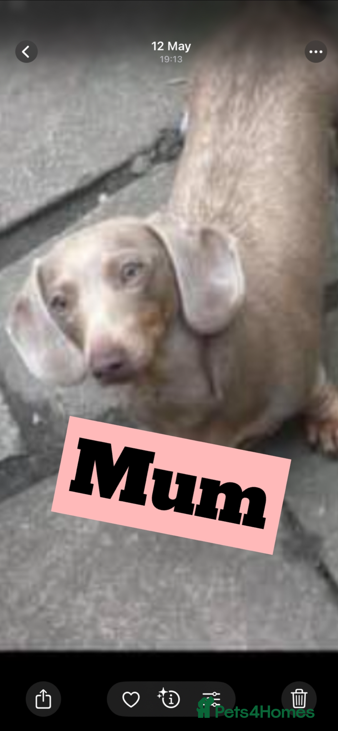 Miniature Dachshund dogs for sale: Miniature dachshunds puppies - Image 4
