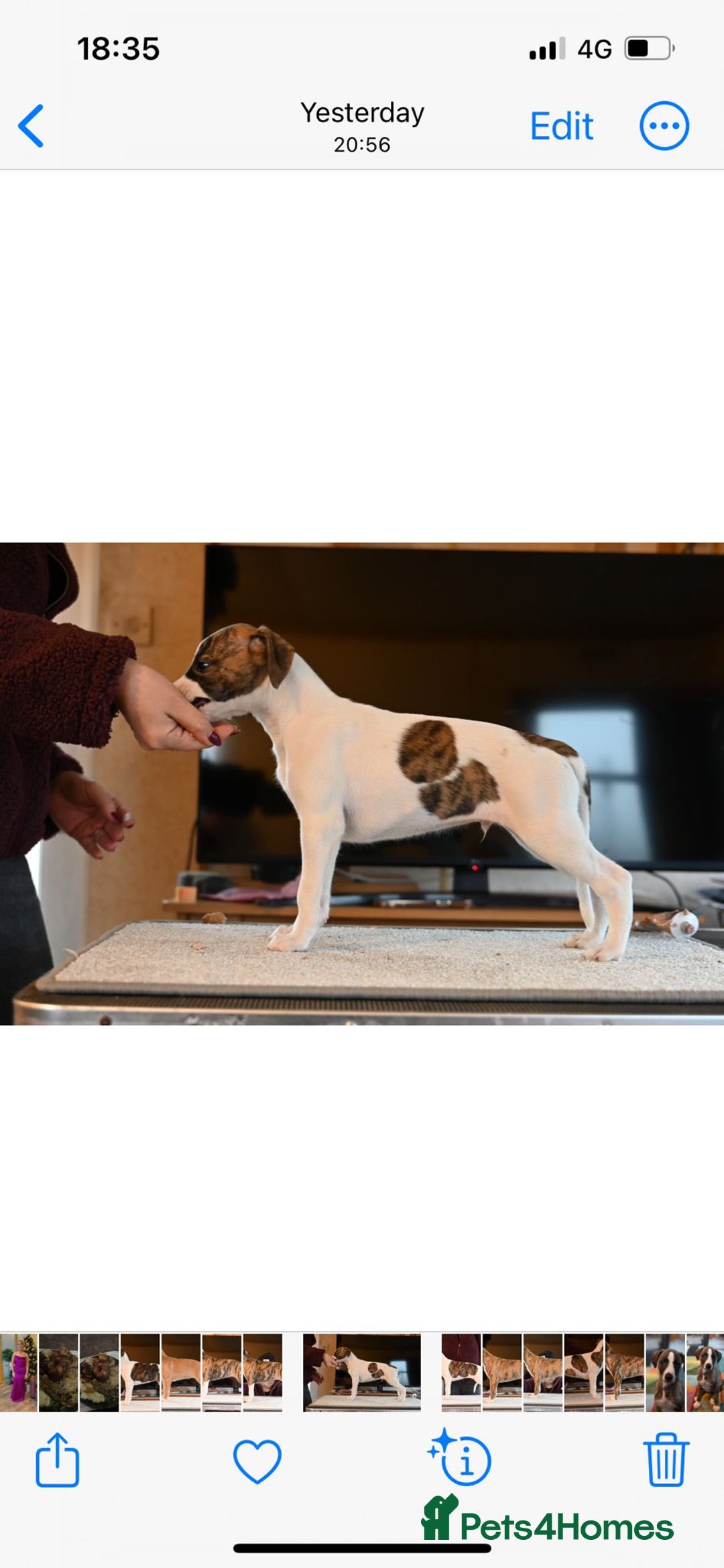 Whippet dogs for sale: Fabulous Whippet puppies  - Advert 5