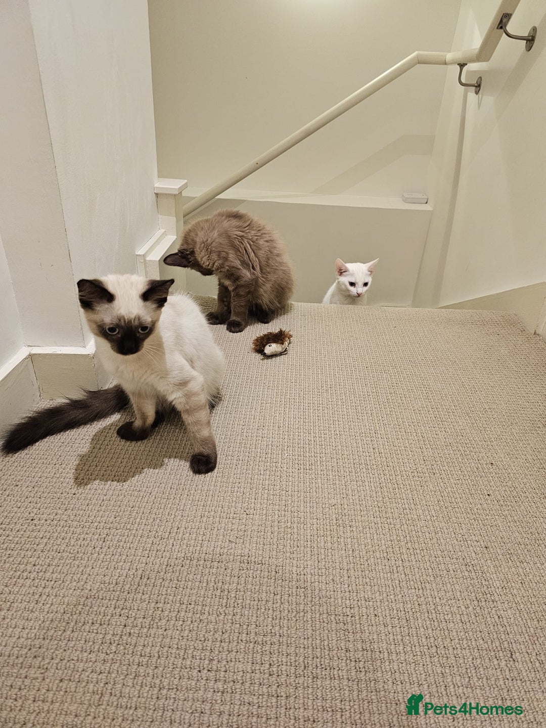 Balinese cats for sale: 🐾🌸 Meet Your Dream Companion 🌸🐾 - Image 3