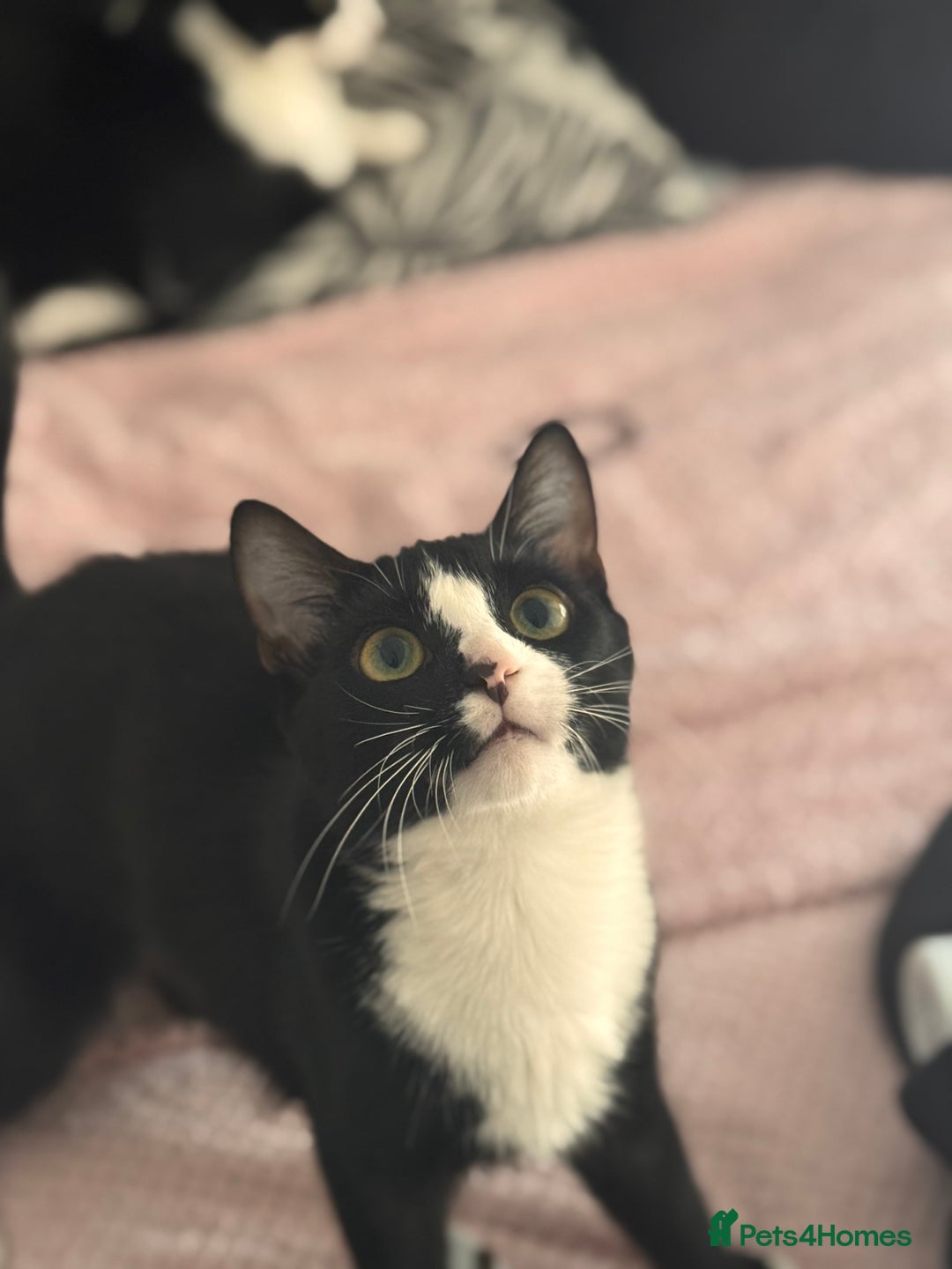 American Shorthair cats for sale: sister and brother - Advert 6