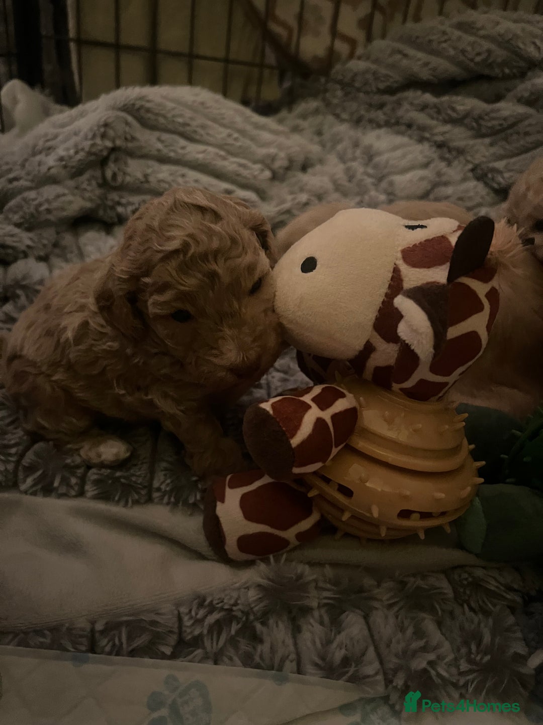 Cockapoo dogs for sale: Cockapoos for sale.  - Advert 23