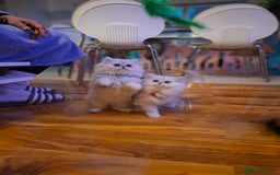 Persian cats for sale: Persian x british short hair  - Image 24