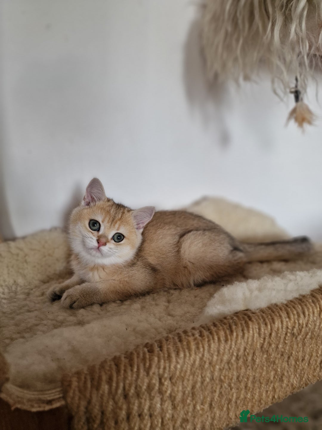 British Shorthair cats for sale: PEDIGREE BRITISH SHORT HAIR READY NOW !!! - Image 5