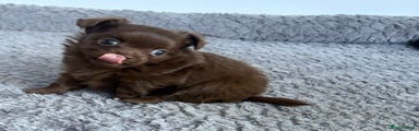 Brown Chihuahua Puppy 1