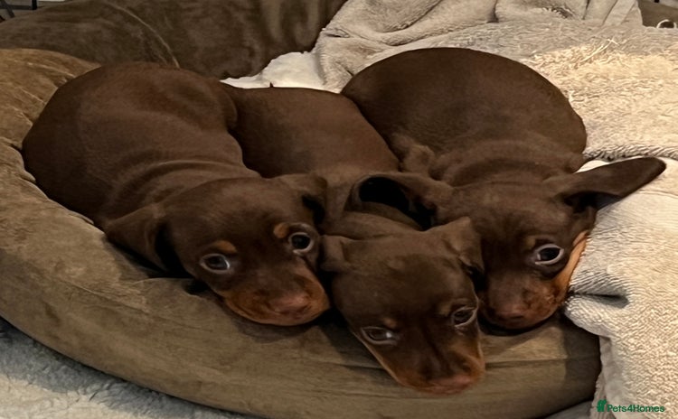 Miniature Dachshund dogs for sale - Advert 6