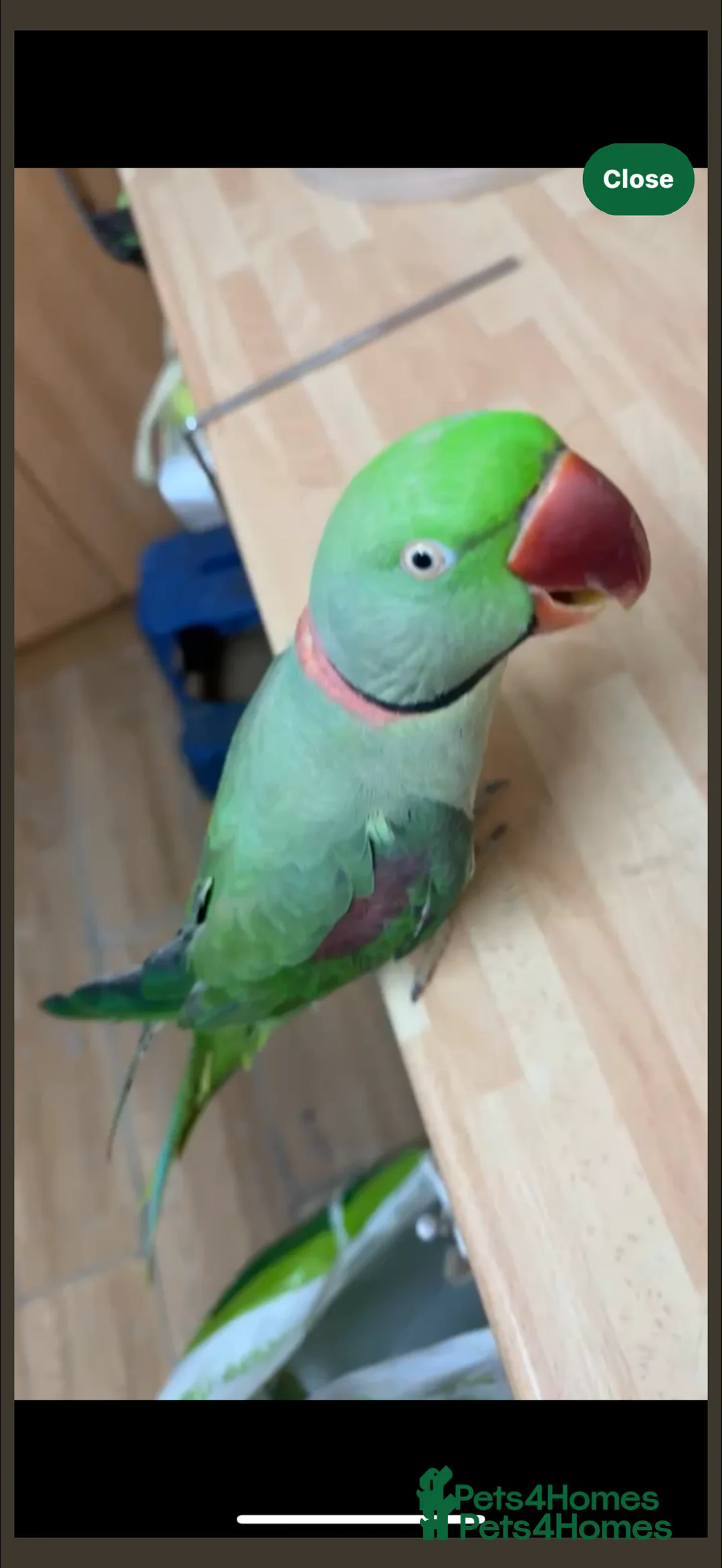 Parrots birds for sale: PARROT (Alexander parakeet ) HAND REARED  - Advert 7