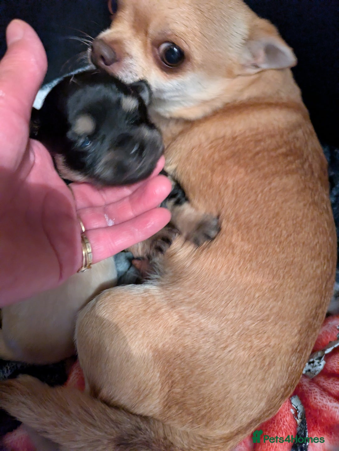 Chihuahua dogs for sale: Chihuahua  - Image 9