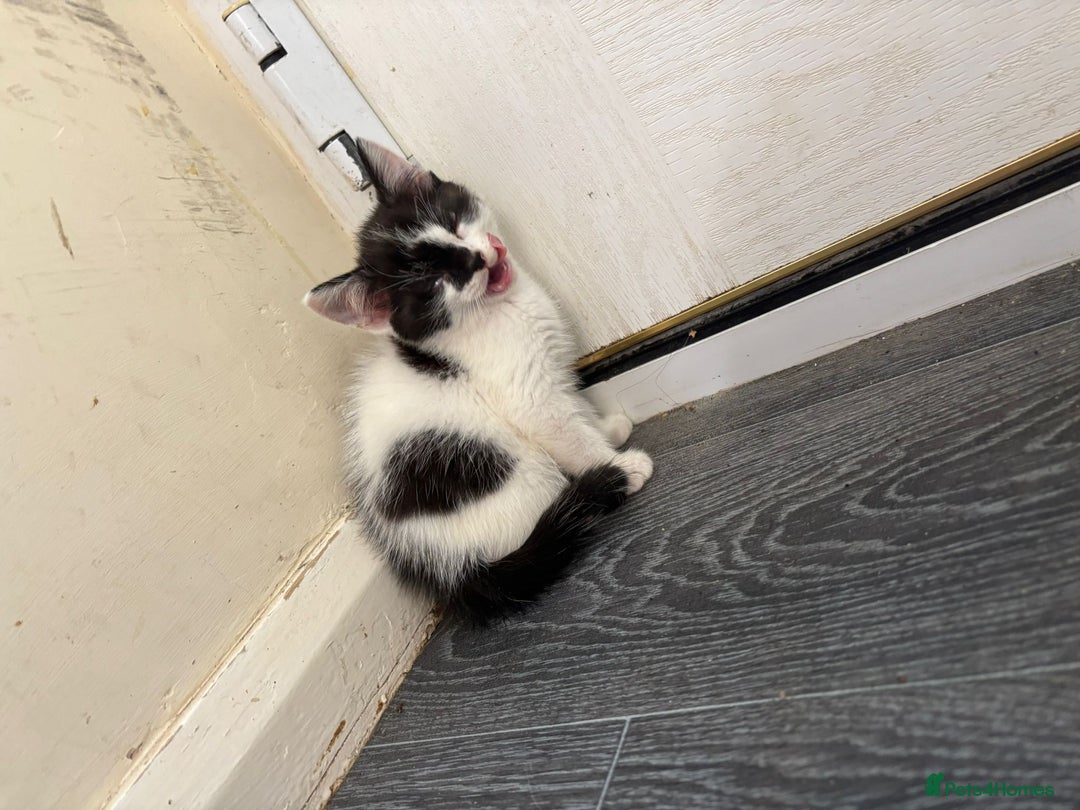 Mixed Breed cats for sale: GORGEOUS KITTENS FOR SALE - Image 4