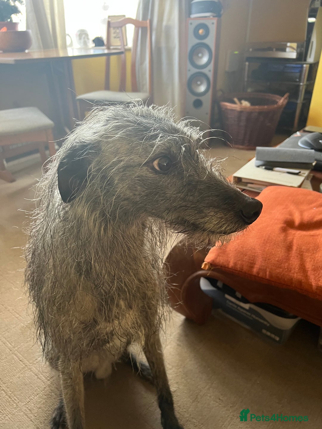 Lurcher dogs for sale: Litter of fabulous Lurchers - Image 14