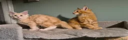 Maine Coon cats for sale: Fluffy Maine Coon kittens - Advert 20