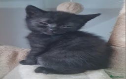 Brazilian Shorthair cats for sale: British shorthair Cross kittens - Image 11