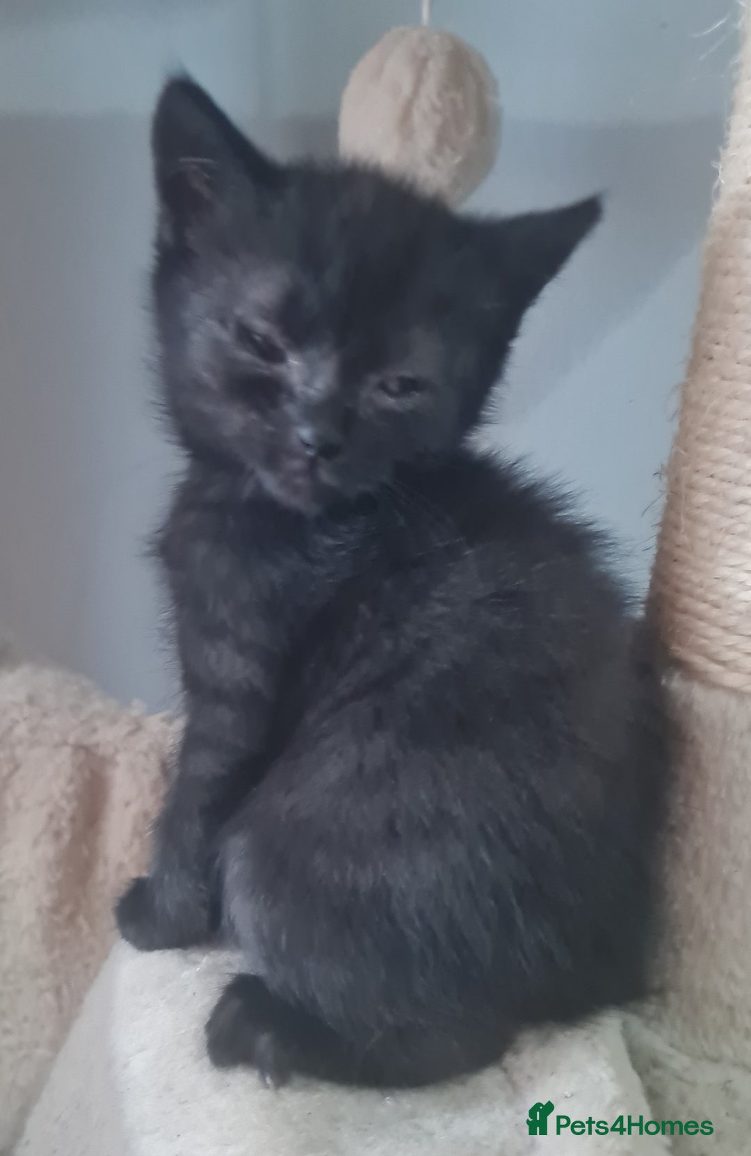 Brazilian Shorthair cats for sale: British shorthair Cross kittens - Image 11