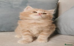 Maine Coon cats for sale: Big Chunky Maine Coon Kittens - Image 11
