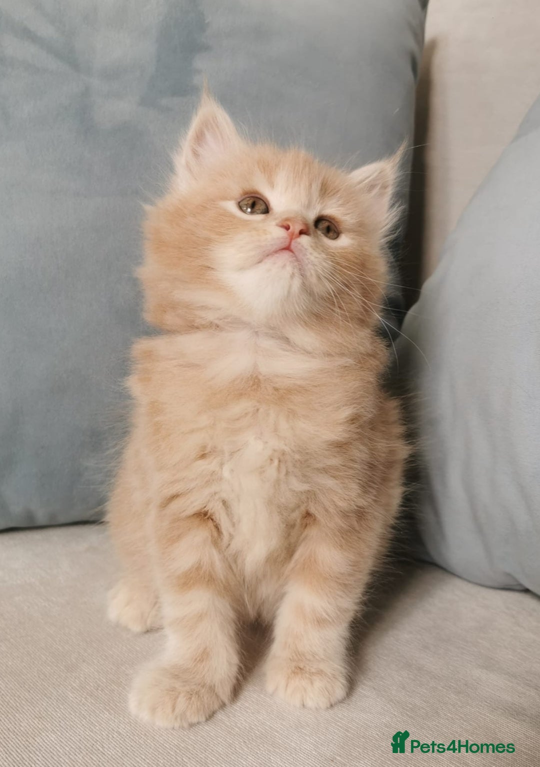 Maine Coon cats for sale: Big Chunky Maine Coon Kittens - Image 11