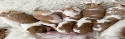 Cavalier King Charles Spaniel dogs for sale: CKCS. CC/DE, EF, PRA & BVA clear. Green Doppler  - Advert 6