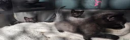 Russian Blue cats for sale: 2 beautiful black kitty’s and 1 gorgeous grey cat - Advert 15