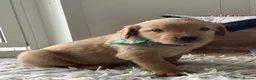 Golden Retriever dogs for sale: Golden Retriever  - Advert 2