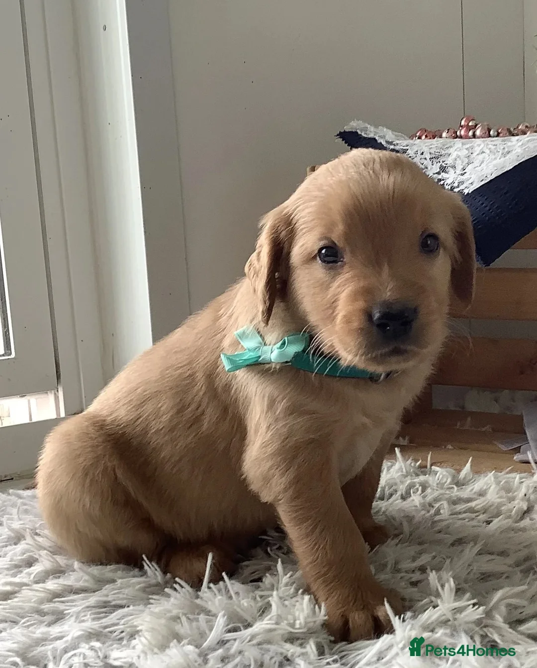 Golden Retriever dogs for sale: Golden Retriever  - Advert 2