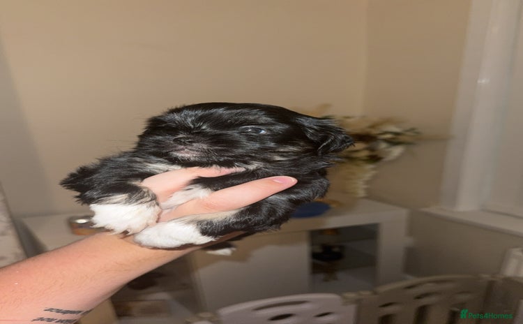 Shih Tzu dogs - Advert 11