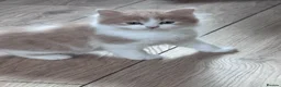 Persian cats for sale: Kittens for sale  - Advert 2