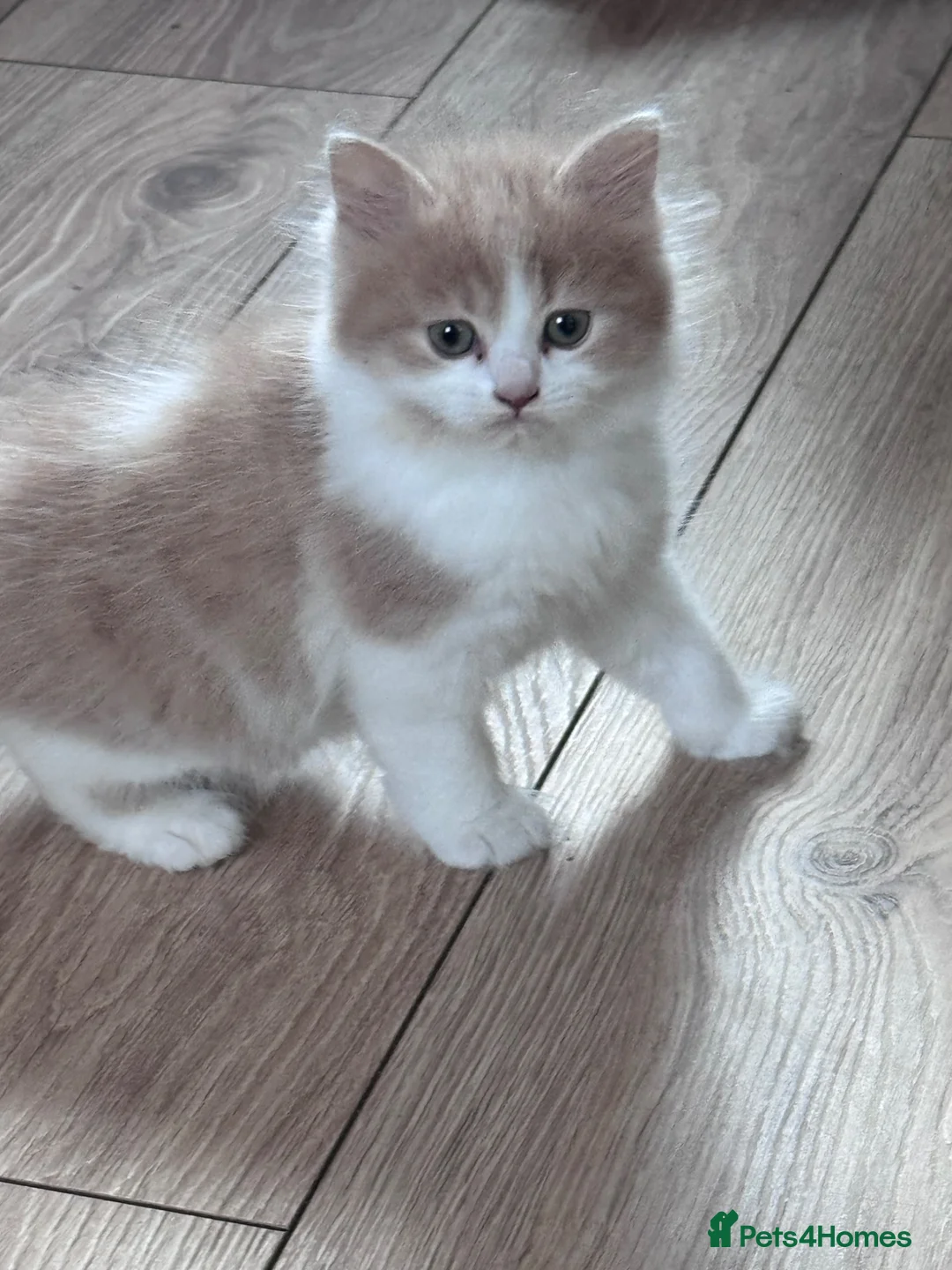 Persian cats for sale: Kittens for sale  - Advert 2