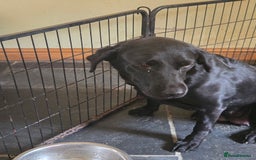 Labrador Retriever dogs for sale: 2 Amazing Black Labrador Girls - Image 10