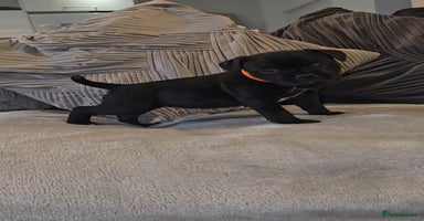 Staffordshire Bull Terrier dogs  STAFFORDSHIRE BULL TERRIERS PUPS  - Advert 1