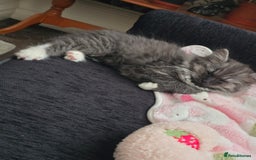 Persian cats for sale: Persian chinchilla  - Image 4