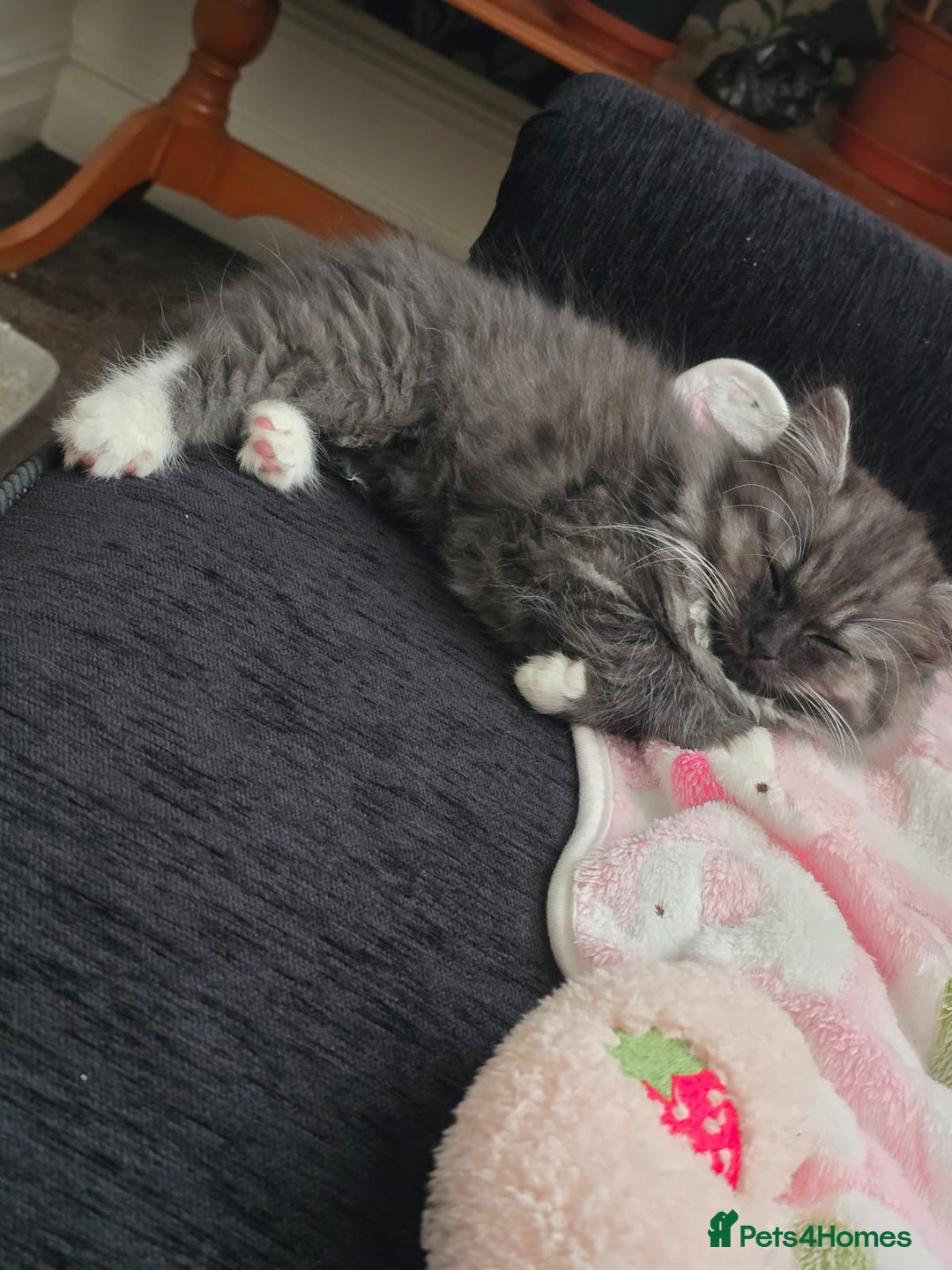 Persian cats for sale: Persian chinchilla  - Image 4