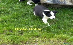 Border Collie dogs for sale: Gorgeous Border Collie pups - Image 10