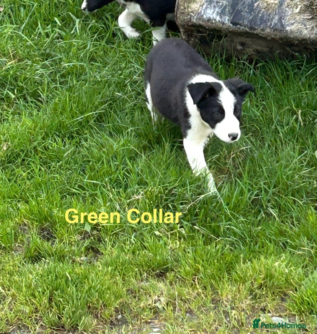 Border Collie dogs for sale: Gorgeous Border Collie pups - Image 10