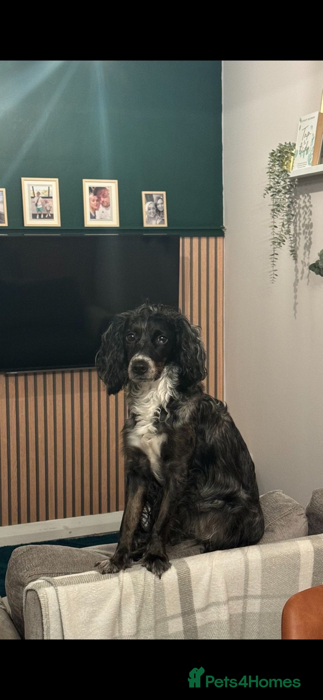 Cocker Spaniel dogs for sale: Cocker spaniel merle puppies - Image 6