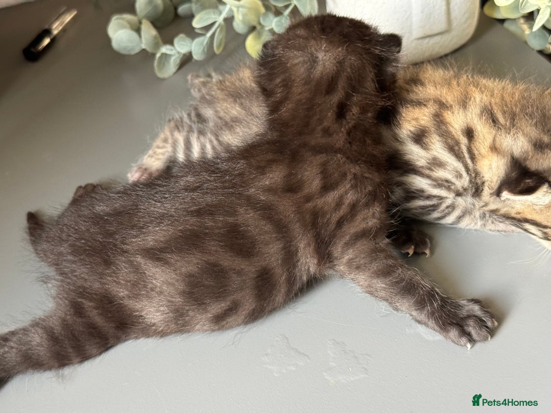 Bengal cats for sale: Bengal kittens  - Advert 4