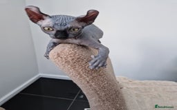 Sphynx cats for sale: Amazing kittens  - Image 32