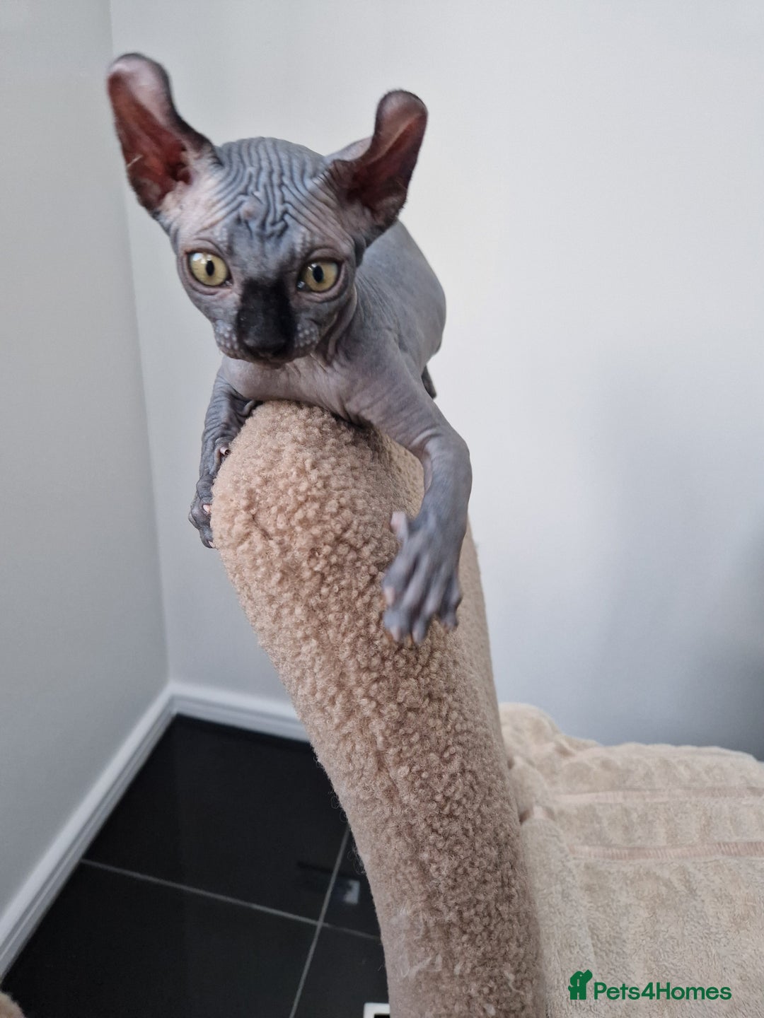 Sphynx cats for sale: Amazing kittens  - Image 32