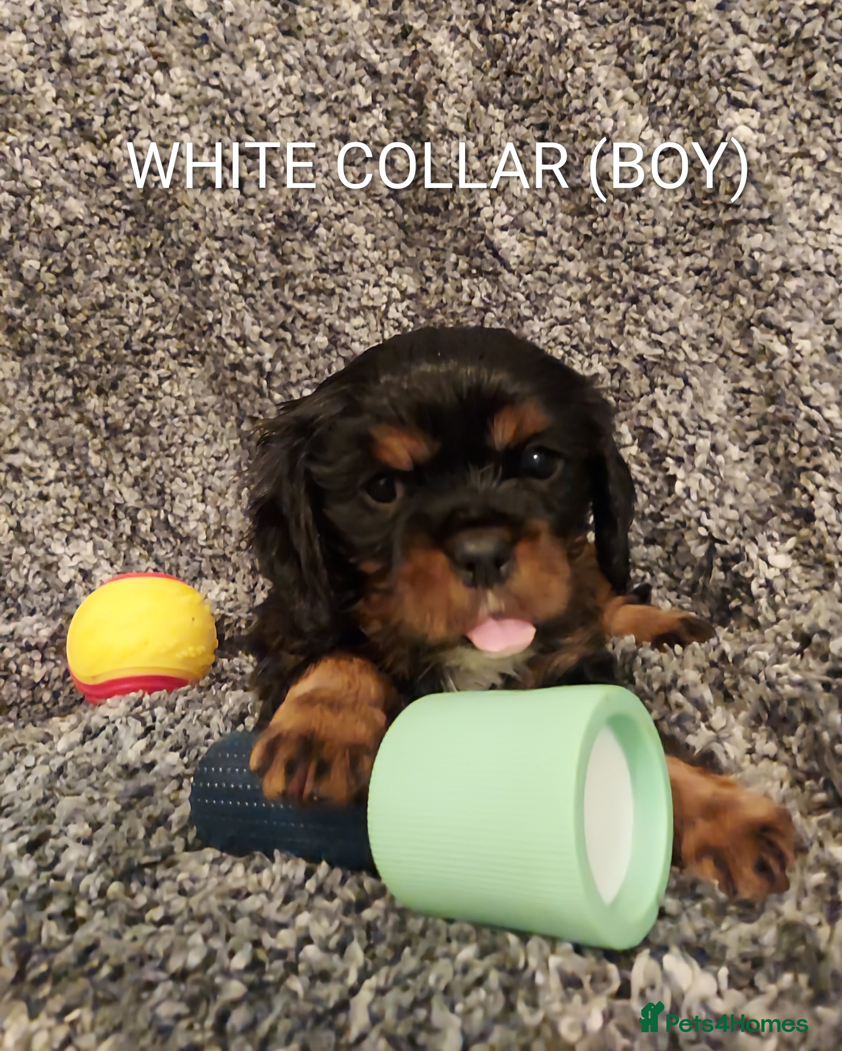 Cavalier King Charles Spaniel dogs GREAT QUALITY CKCS PUPPIES ( DWKC REGISTERED)/DNA - Advert 3