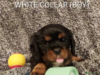 Cavalier King Charles Spaniel dogs GREAT QUALITY CKCS PUPPIES ( DWKC REGISTERED)/DNA - Advert 3