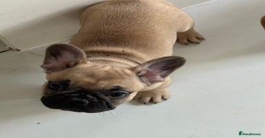 French Bulldog dogs - Advert 8