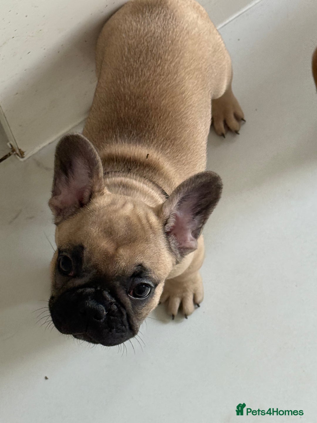 French Bulldog dogs for sale: *LAST BOY READY TO LEAVE* Fawn French Bulldogs - Image 2