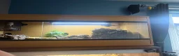 Skink reptiles for sale: Northern Blue Tongue Skink 6 Months Old Male in Wallsend - Advert 10