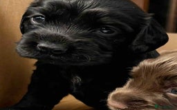 Cocker Spaniel dogs for sale: Cocker Spaniel Purebred Puppies Bitches available - Image 25