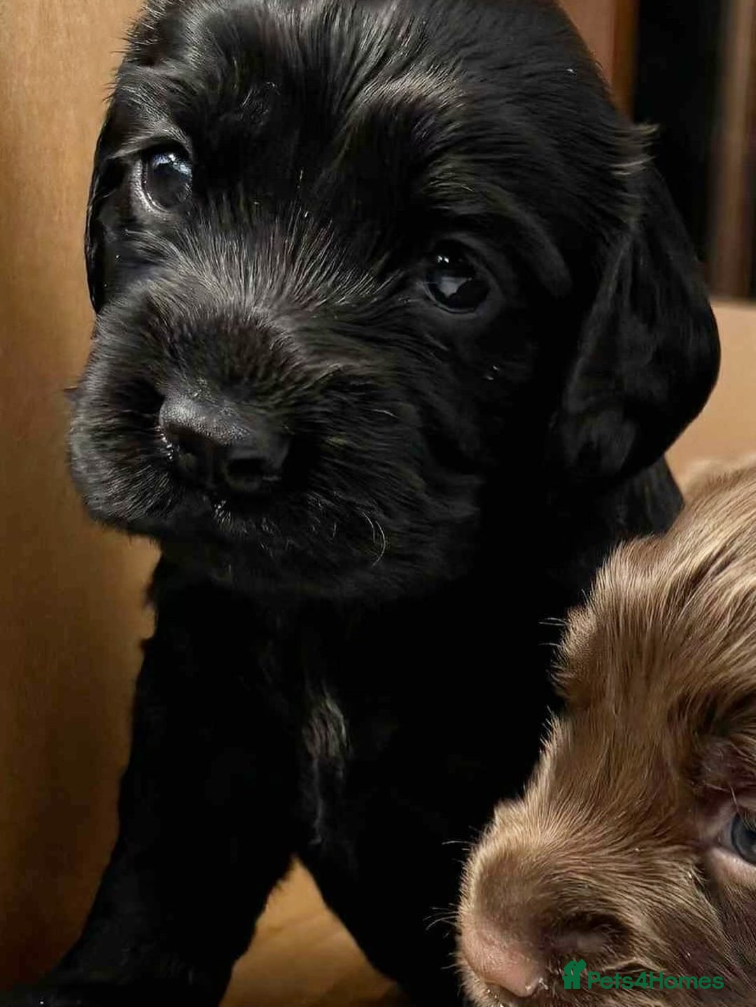 Cocker Spaniel dogs for sale: Cocker Spaniel Purebred Puppies Bitches available - Image 25