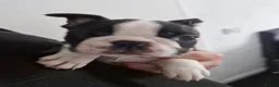 Boston Terrier dogs for sale: Boston terrier pups for sale. - Advert 9