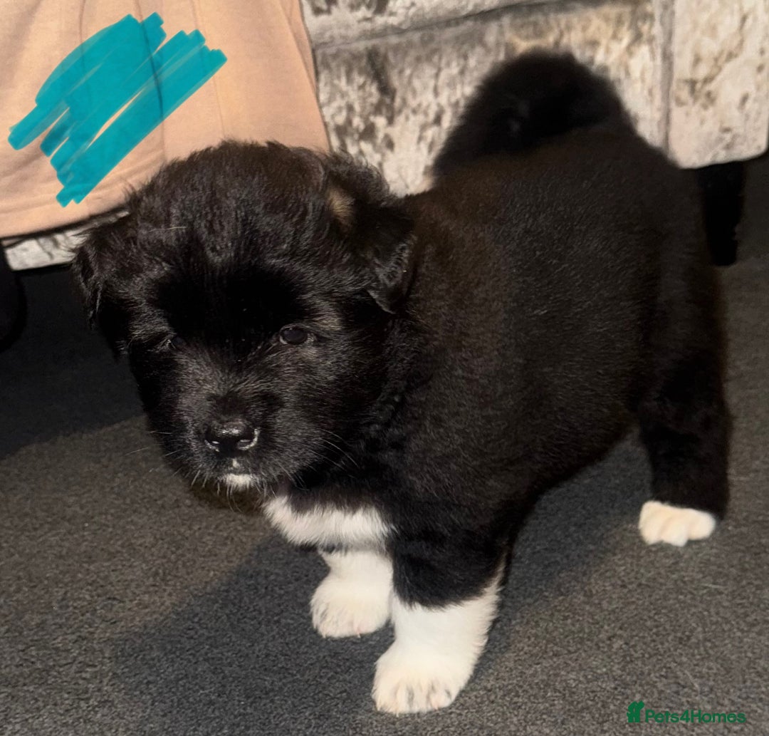 Akita dogs for sale: Akita puppies for sale  - Advert 21