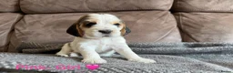 Cocker Spaniel dogs for sale: Gorgeous Cocker Spaniel Puppies - Advert 16