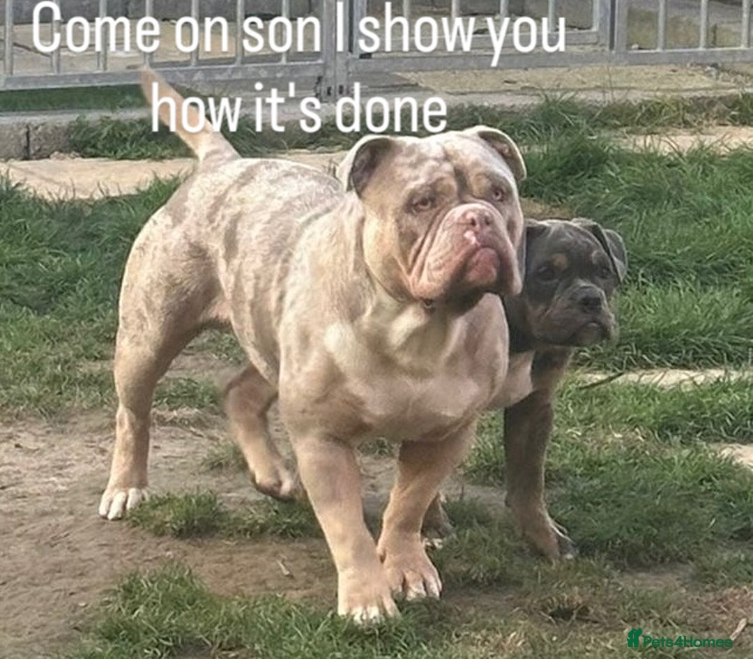 Olde English Bulldogge dogs for stud: Olde English bulldog stud  - Advert 14