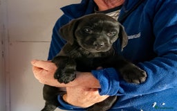 Labrador Retriever dogs for sale: 🐾 Beautiful Labrador Puppies  🐾 - Image 6