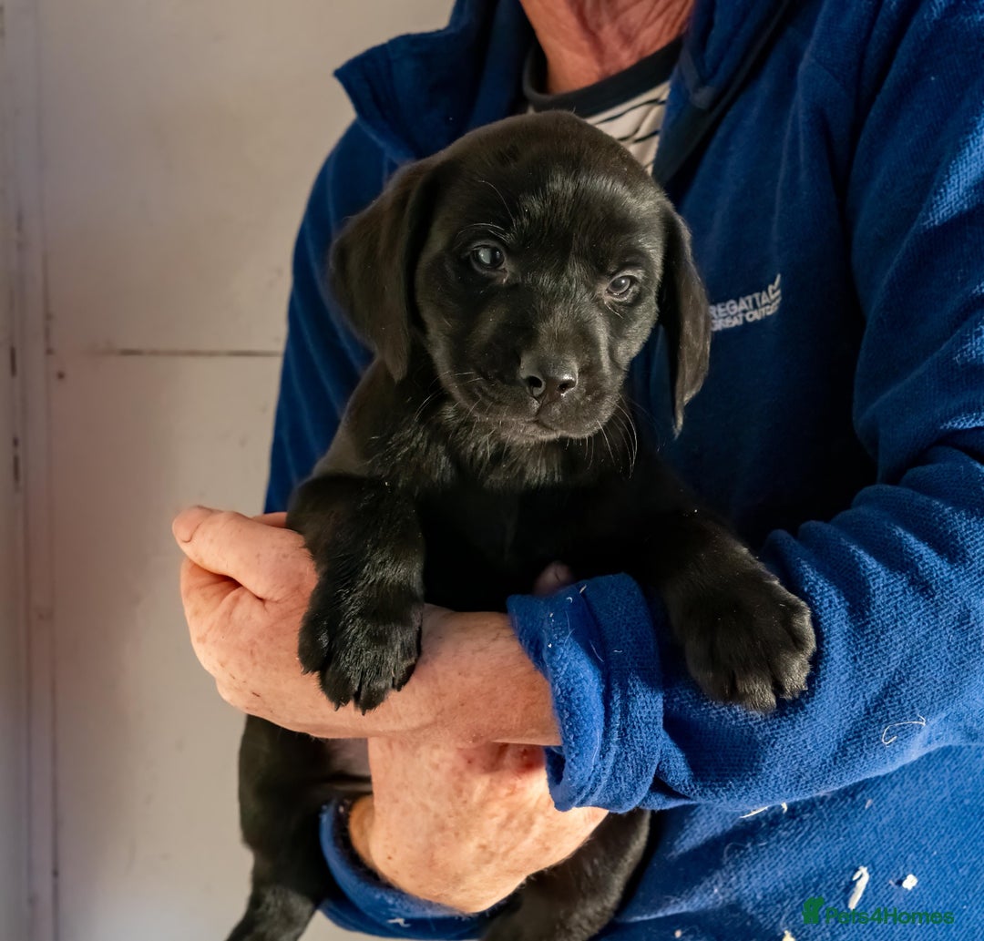 Labrador Retriever dogs for sale: 🐾 Beautiful Labrador Puppies  🐾 - Image 6