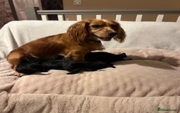 Cocker Spaniel dogs for sale: Working Cocker Spaniel Puppies - Image 4