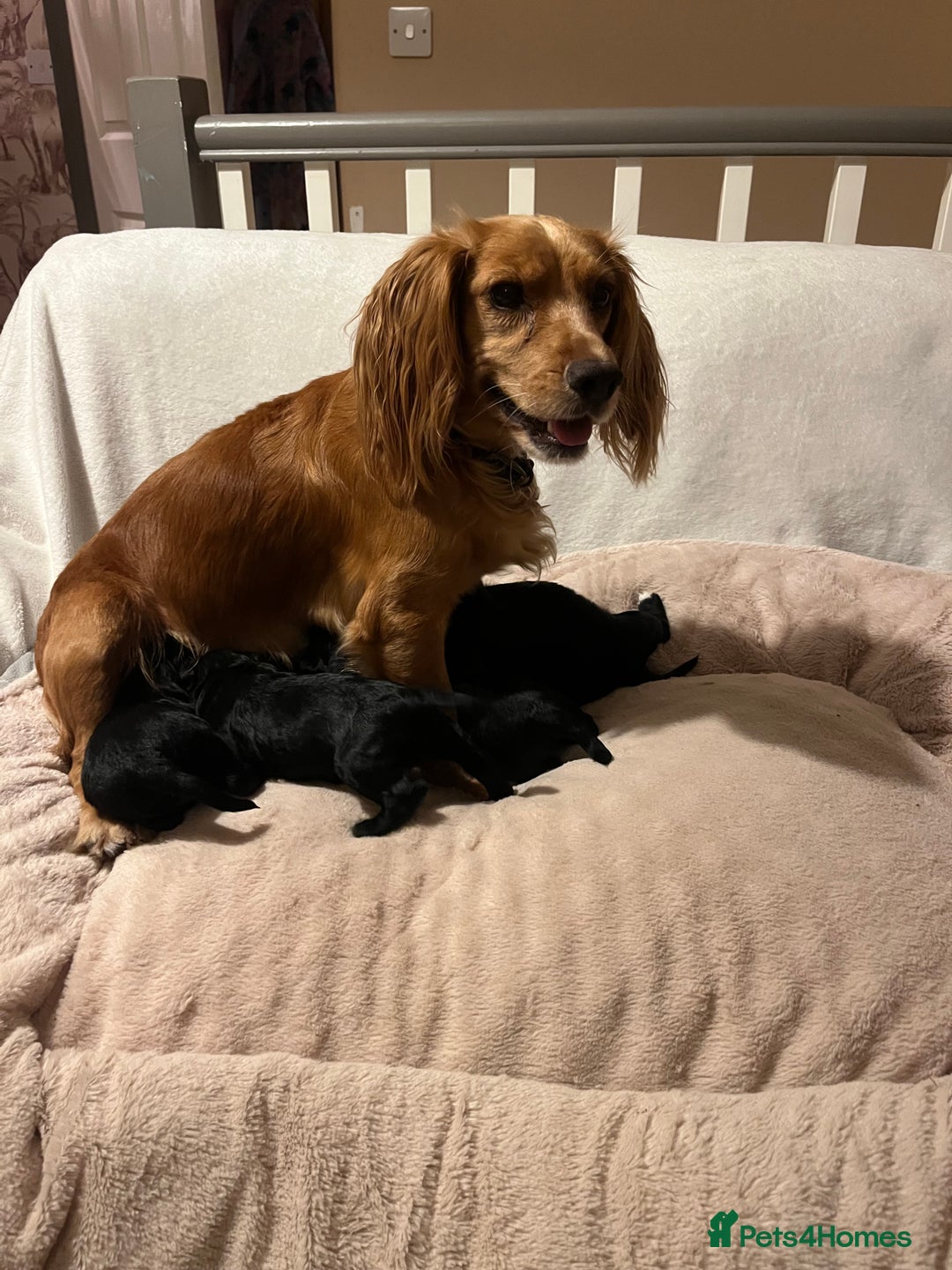 Cocker Spaniel dogs for sale: Working Cocker Spaniel Puppies - Image 4